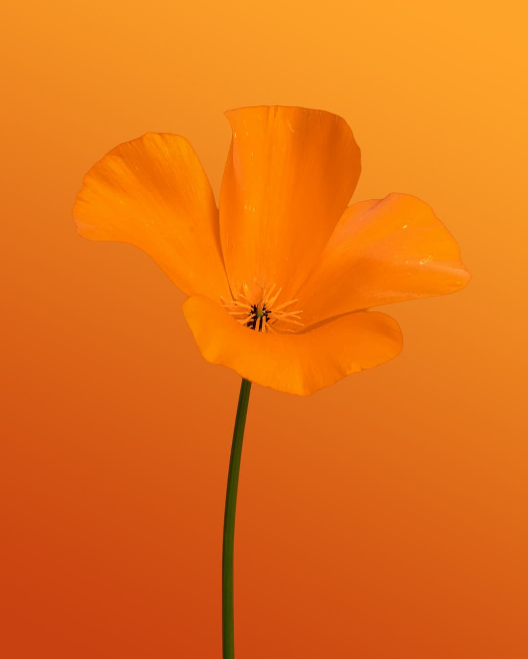 爱新觉罗·媚闪烁《亚洲新声》第二期 一首《Flowers》传递女人力气